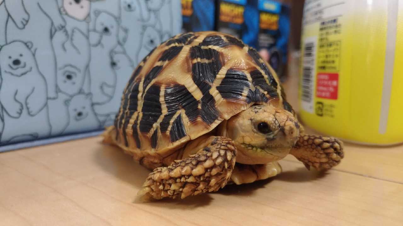 インドホシガメの飼い方
